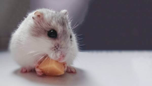 How Much Does a Hamster Cost? What's the Real Cost of Owning a Hamster?