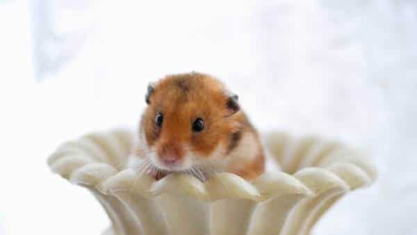 What Is The Lifespan Of a Hamster | HAMSTER POINTThe Hamsters Lifespan