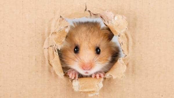 Hamster Pink Eye Symptoms and Treatment | Hamster Point