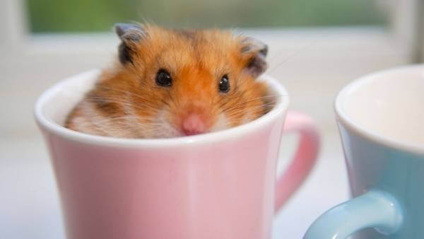 hamster drink milk