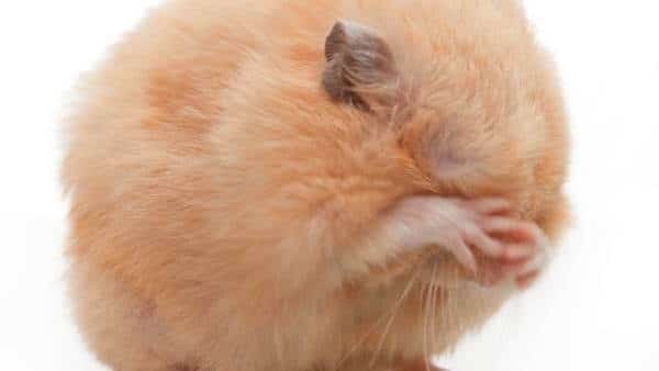 Hamster Pink Eye Symptoms and Treatment | Hamster Point