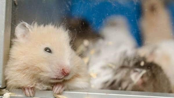 Hamster Pink Eye Symptoms and Treatment | Hamster Point